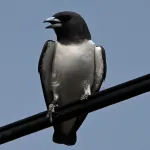 white breasted woodswallow 1