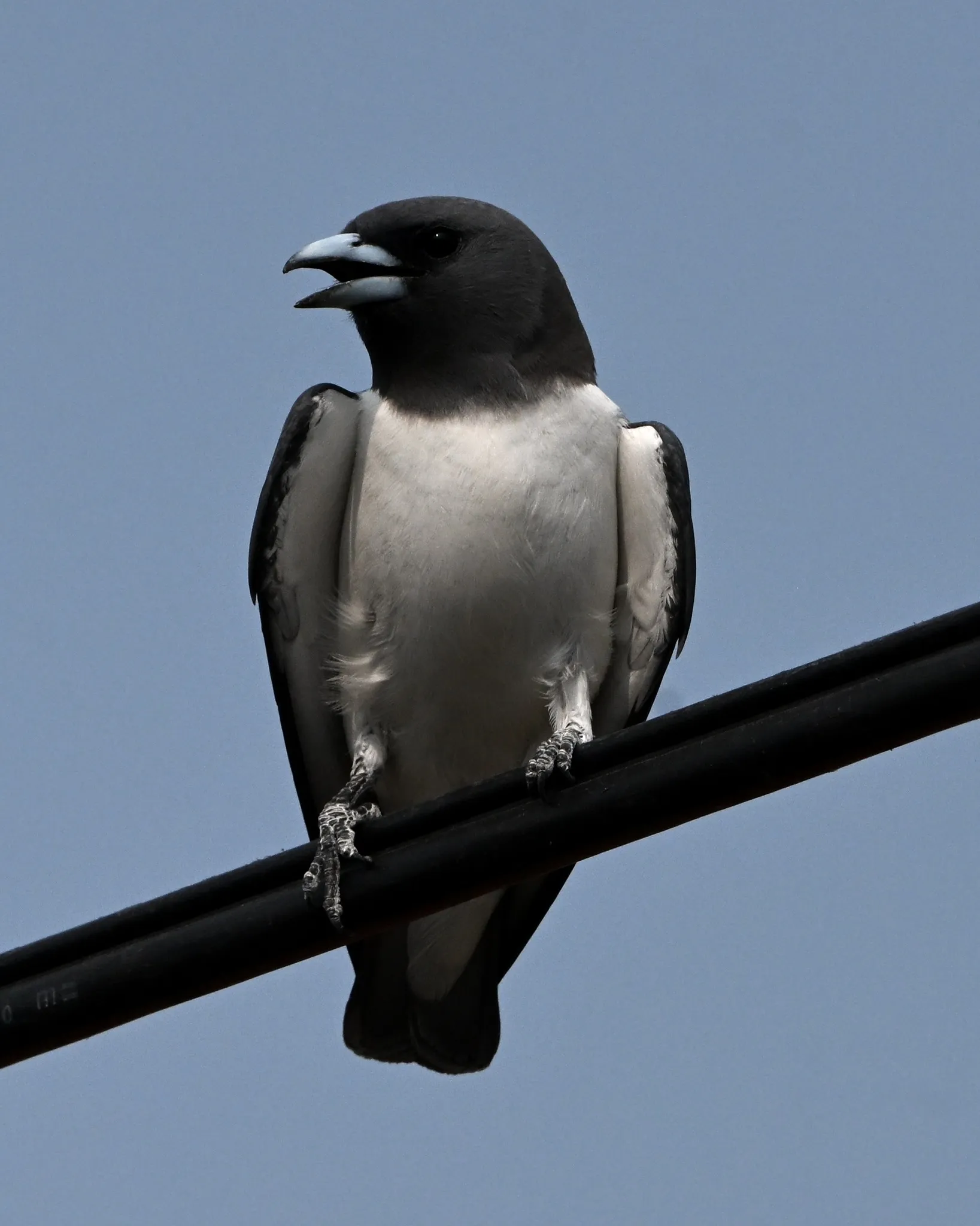 White-breasted Woodswallow (Artamus leucorynchus)