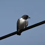 white breasted woodswallow 2