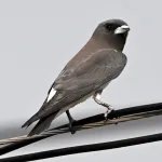 white breasted woodswallow 3