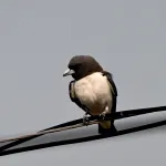 white breasted woodswallow 4