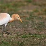 Cattle Egrets (Bubulcus ibis) 1