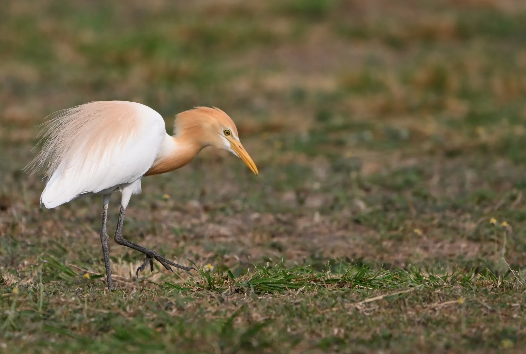 A Sunday drive photographing Cattle Egrets in Clark, Pampanga.