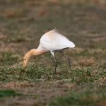 Cattle Egrets (Bubulcus ibis) 2