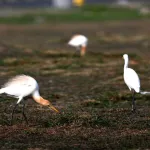 Cattle Egrets (Bubulcus ibis) 3