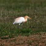 Cattle Egrets (Bubulcus ibis) 4