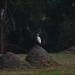 Cattle Egrets (Bubulcus ibis) 5