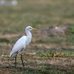 Cattle Egrets (Bubulcus ibis) 6