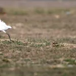 Cattle Egrets (Bubulcus ibis) 7