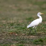 Cattle Egrets (Bubulcus ibis) 8