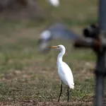 Cattle Egrets (Bubulcus ibis) 9