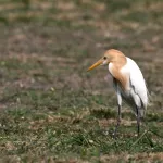 Cattle Egrets (Bubulcus ibis) 10