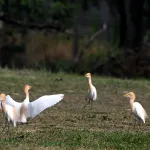 Cattle Egrets (Bubulcus ibis) 11