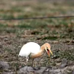 Cattle Egrets (Bubulcus ibis) 12