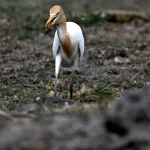 Cattle Egrets (Bubulcus ibis) 13
