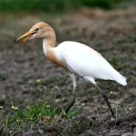 Cattle Egrets (Bubulcus ibis) 14