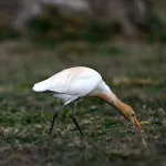 Cattle Egrets (Bubulcus ibis) 15