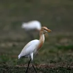 Cattle Egrets (Bubulcus ibis) 16