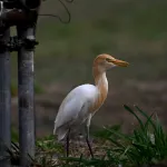 Cattle Egrets (Bubulcus ibis) 17