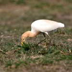 Cattle Egrets (Bubulcus ibis) 18