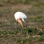 Cattle Egrets (Bubulcus ibis) 19